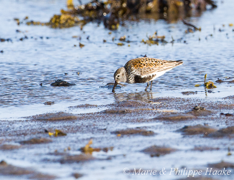 Becasseau variable 6456.jpg - Bécasseau variable, Calidris alpina, Dunlins (Norvège, juin 2012)
